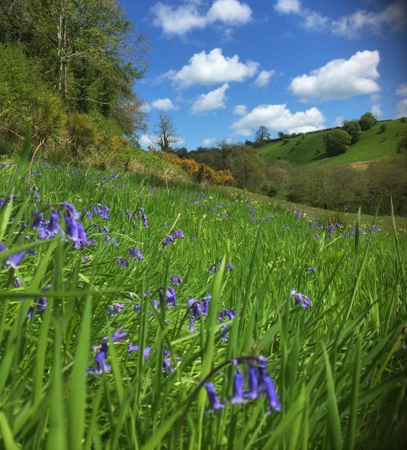 Llandysul Nantgwynfaen Organic Farm Walesヴィラ エクステリア 写真
